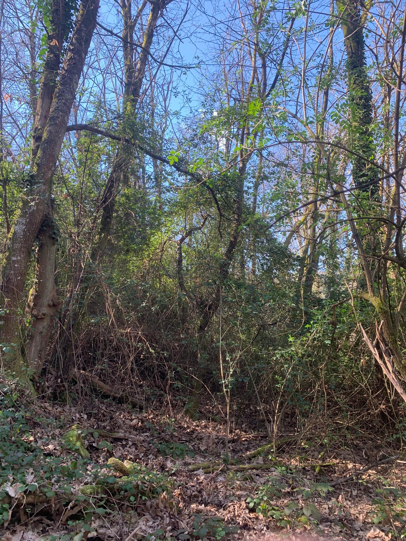 Sentiero del castagneto in autunno